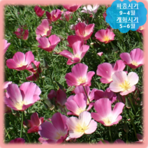 [나은식물원]75.캘리포니아(양귀비) 퍼플 50립