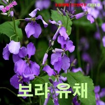 팝플라워 보라유채(소래풀) 씨앗 10립