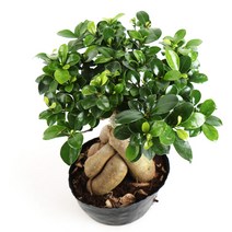 갑조네 인삼펜다 인삼벤자민 공기정화식물