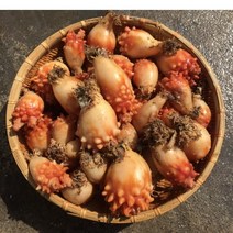 멍게2kg 제철 캠핑모듬조개 캠핑조개 해산물 수산물 어패류 바지락 째복 명주 비단 갈미 백합조개 물총 백상합 모시 뿔소라 대합 개조개 참가리비구이 키조개 전복 삐뚤이소라 밀고동, 2개, 4kg