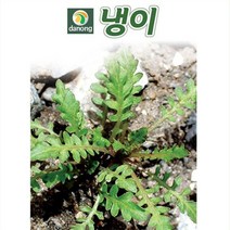 냉이 씨앗(3g)