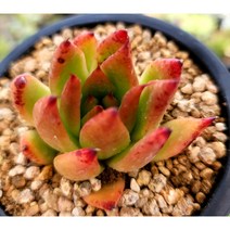 [20개 한정특가-렌덤발송] 로제 (소품)