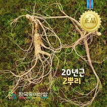 자연산산삼20년 추천 TOP 100