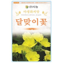 샤스타데이지 1g - 야생화 씨앗 꽃씨 씨 꽃씨앗 샤스타데이지씨앗 샤스타데이지씨 다년생 여러해살이 야생화씨앗 꽃 샤스타국화, 13_다농_달맞이꽃(1g)