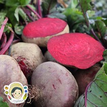 제주느린농부의 레드비트 5kg (상품 실중량), 단품