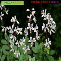 [팝플라워 꽃씨] 한방에서 산삼만큼 백선 (봉삼) 5립, 1개