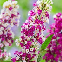 붓들레아 베리앤크림 / 전국식재 밀원식물 강건하게 키크는 직립성 GP84, 1개