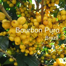 [위트러스트] 브라질 부루봉 푸루 200g Brazil Bourbon Puro/ 스페셜티 커피 원두, 더치(프렌치프레스)