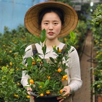 복을 불러오는 향기로운 황금열매 유주나무 대형 기본 포트, 1개, 혼합색상