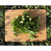 신선한 애플민트 생잎 50g 100g 500g( 작은 잎 큰 잎), 크고 긴 잎(모히토 용)