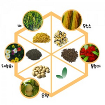 여러가지씨, _6615_흑찰옥수수[50립]