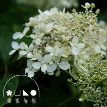 꽃빛농원 라임라이트 목수국 4치 포트 여름 수국 키우기 카페 화분, 4치포트
