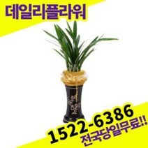 산천보세 동양란 난 개업화분 승진축하 영전 난배달