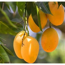 [이삽저삽]망고나무화분(키150cm이상/8치화분포함) 5년생 유실수 비타민풍부 식용.약용식물 열대과일나무 관상용 공기정화식물 실내플랜테리어