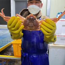 [산지직송 ] 국산 대게 살이 꽉 찬 자숙 게 영덕 울진 속초 제철, 찜 대게 2kg 6마리 내외, 2kg