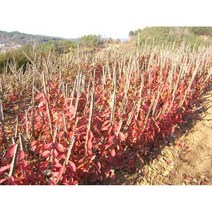 묘목 화살나무 /H0.8(80cm)/2주 N0247