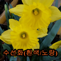 수선화 구근 알뿌리 (흰색3개+노랑3개) 나무 묘목 튤립나무