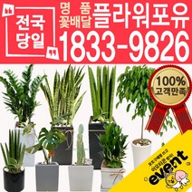 개업화분 인테리어식물 배송 떡갈나무 대엽홍콩 뱅갈고무나무 관음죽 알로카시아 소철 극락조 만냥금 무늬벤자민 파키라, (선택74)아레카야자, 1개
