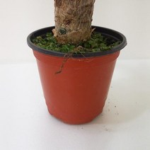 파키라(소) 실내공기정화식물 공기청정식물 파키라키우기 파키라 파키라키우기 집에서키우는식물 집에서키우기쉬운식물 그늘에서잘자라는식물;joo:na, ※­선택:상품선택▣