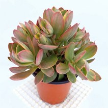 머니메이커금 다육이 실내인테리어 다육 식물130, 단품, 1개