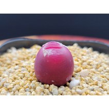 마우가니-1040 아프리카식물 다육 반려 인테리어 사무실화분