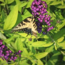 묘목/황금붓들레아(포트묘 소품)/3개 KJ1208