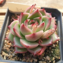 [수암다육] 체어맨 랜덤발송 Echeveria 다육 다육이 다육식물, 1개