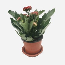 그린플랜트 공기정화식물 칼란디바(색상품종랜덤) 1+1
