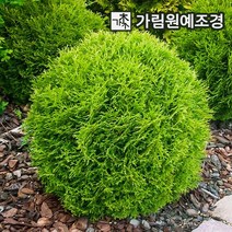 둥근측백 상록수 정원수 가림원예조경, 리틀자이언트 3치포트(5개세트), 1개