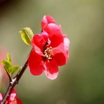 충주원예조경/명자나무/1.2m/개화주/10주, 주