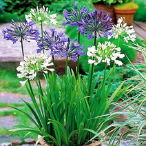 유럽 아가판서스 숙근 뿌리 특선, 아가판서스 01. 블루