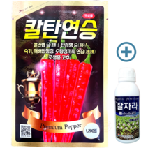 칼탄연승 고추 1200립 씨앗 종자 복합내병계 품종 농우바이오 사은품 잘자라