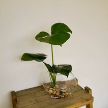 *쟈스민 식물* 몬스테라 수경재배 set