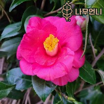 동백나무 나무언니, 동백(홑꽃)키60~80cm분묘