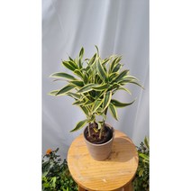 서비내 송오브인디아 song of india 인테리어 플랜테리어, 1개