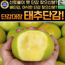 창녕 태추단감 4.5kg 로얄 13-16과