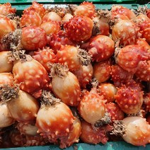 맛군 [산지직송]통영 활멍게2kg/4kg(kg당 13-17미)깐멍게, 활멍게2kg(kg당 13-17미)