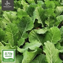 산지직송 친환경 유기농 케일 (즙 쥬스용), 유기농 케일 2kg