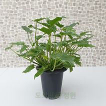 도희씨네 정원>> 싱그러운 풀향 필로덴드론 셀렘 130″ class=”wr-img”></a></div></p></div></p></div></p></div><div class=