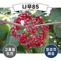 (나무85) 덜꿩나무 키 100cm 내외 분