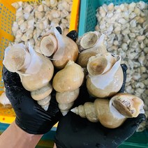 동해안 생물 백고동 1kg 자연산 백골뱅이 골빔면, 백골뱅이(대)1kg
