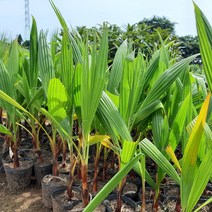 워싱턴야자묘목(3치반포트묘)2주