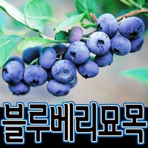 순희농장 블루베리나무 블루베리묘목 화분(상 특), 1개, 블루베리화분(120cm전후)
