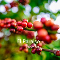 [위트러스트] 콜롬비아 엘 파라이소 리치 500g Columbia El Paraiso/ 스페셜티 커피 원두, 더치(프렌치프레스)