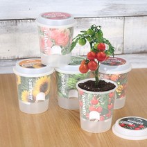 쭈bapha_그로우 톡톡 - 마음을 노크하는 작은 정원 메리골드키우기 방울토마토키우기 반려식물키우기 꽃키우기 씨앗키우기 인테리어키우기 봉선♥LtMS, ♥LtMS허브바질