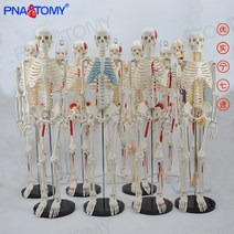 뼈모형 인체 해골 모형 골격 소백골골격 의학모사 전신인형 탈부착완구 용 정골 요가, 15 대량 주문 제작，연락처 고객서비스