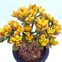 미니염좌 염좌금 황금염좌 꽃피는염좌 모음, 06.황금염좌(중품), 1개