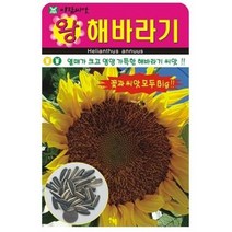 주주씨앗 왕해바라기 씨앗 10립 / 꽃씨몰 big sunflower seed 예쁜꽃 종자