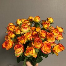 에밀리정원 아이라이너 미니장미 1단(10대) 생화 농장직배송 꽃선물 생화택배 화훼농가돕기