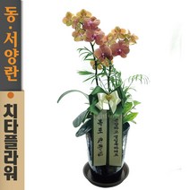 치타플라워 서양난 미니 호접 골드 [sn04-A02] 승진 축하 개업 화분 서양란 동양난 동양란 전국 당일 배송